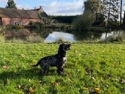 Étalon Cocker Spaniel Anglais - Tartine De la Plume Du Pévéle.