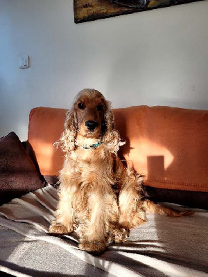 Étalon Cocker Spaniel Anglais - R'ena les geants du bocage