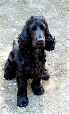 Étalon Cocker Spaniel Anglais - Obi-1 lightside-of-the-force Or a Little Black Pearl Case