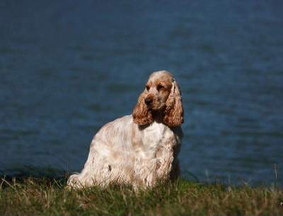 Étalon Cocker Spaniel Anglais - TR. CH. Multip nacre coeur de l'océan Des Merveilles D'orion