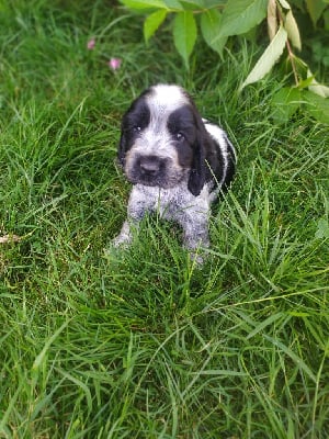 Étalon Cocker Spaniel Anglais - V....chiot du Tertre de la Pommeraie