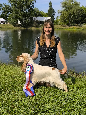 Étalon Cocker Spaniel Anglais - Ucky De La Vallée Des Alleuds