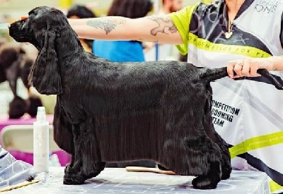 Étalon Cocker Spaniel Anglais - CH. Tulipa black beauty des Fleurs de Garrigues