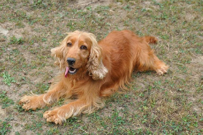 Étalon Cocker Spaniel Anglais - Romy De La Lisardière