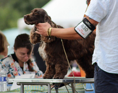 Étalon Cocker Spaniel Anglais - Noe de l'Empereur Sirius