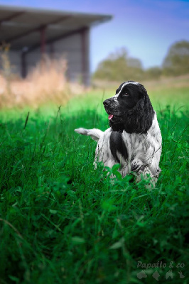 Étalon Cocker Spaniel Anglais - So sweet and Lovely Shiro to kuro