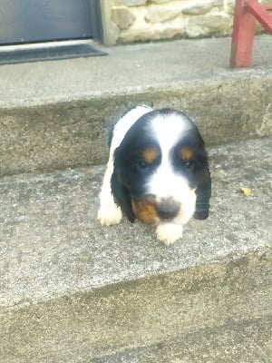 Étalon Cocker Spaniel Anglais - Ve..... du Tertre de la Pommeraie