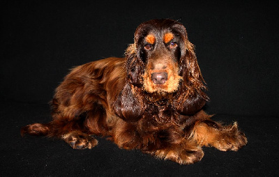 Étalon Cocker Spaniel Anglais - Ullysse (Sans Affixe)