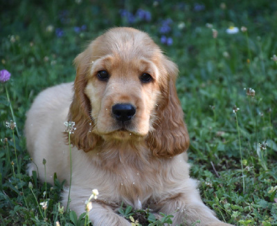 Étalon Cocker Spaniel Anglais - Viking d amour Du Domaine Des Rêves Bleus