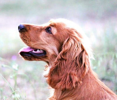 Étalon Cocker Spaniel Anglais - Soleil rouge Du Plo Del Bosc