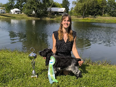 Étalon Cocker Spaniel Anglais - Victoire Du Clos De La Majesty