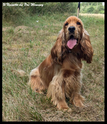 Étalon Cocker Spaniel Anglais - U'noisette Du pré moussey