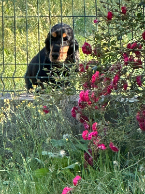 Étalon Cocker Spaniel Anglais - Sally De sandie landes