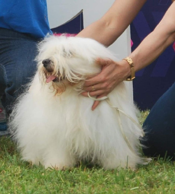 Étalon Coton de Tulear - Marlonne (Sans Affixe)