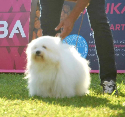 Étalon Coton de Tulear - Opale des enclos de la fournaise