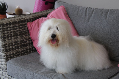 Étalon Coton de Tulear - Rita des enclos de la fournaise