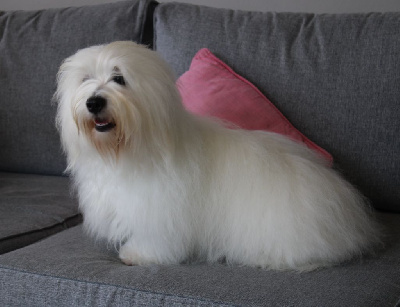 Étalon Coton de Tulear - Randy des enclos de la fournaise