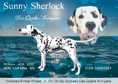 Étalon Dalmatien - Sunny sherlock Des Quatre Korrigans