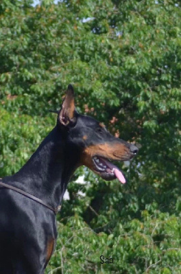 Étalon Dobermann - Sweety bonbon The Majestik Guard