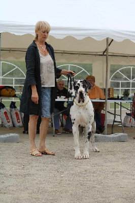 Étalon Dogue allemand - Unforgettable du Val de Courame