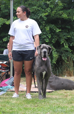 Étalon Dogue allemand - Osaki des apollons de la Salud