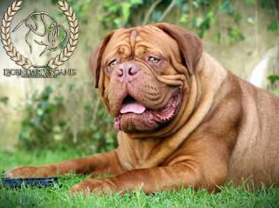 Étalon Dogue de Bordeaux - Legendarivs Canis Ufc