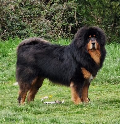 Étalon Dogue du Tibet - Unan du domaine de Toundra