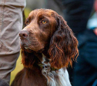 Étalon English Springer Spaniel - Ul'tra speed Des Contrees Du Mont Salin