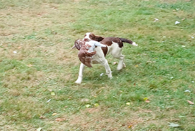 Étalon English Springer Spaniel - Vamps Du Roi Des Broussailles