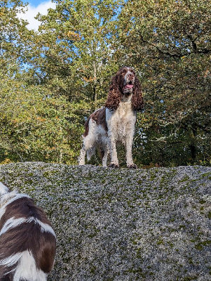 Étalon English Springer Spaniel - Rebelle arya in Shade of Pure