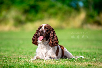 Étalon English Springer Spaniel - CH. Ultime snow De Rebelle Arya