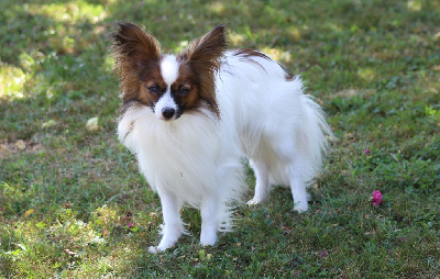 Étalon Epagneul nain Continental (Papillon) - Uzzy Du Domaine De Hunaudaye