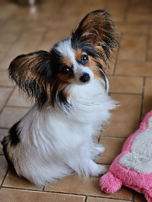 Étalon Epagneul nain Continental (Papillon) - Ursula du Chateau de Peyre