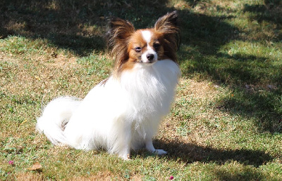 Étalon Epagneul nain Continental (Papillon) - Uriane-odyssee au Royaume D'ultra