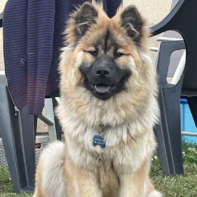 Étalon Eurasier - Tallya Du Domaine Des Joyaux