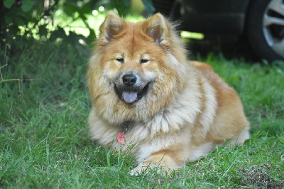 Étalon Eurasier - Sia nanoman des Legendes de Retz