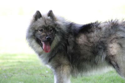 Étalon Eurasier - Urbella (utami) (Sans Affixe)