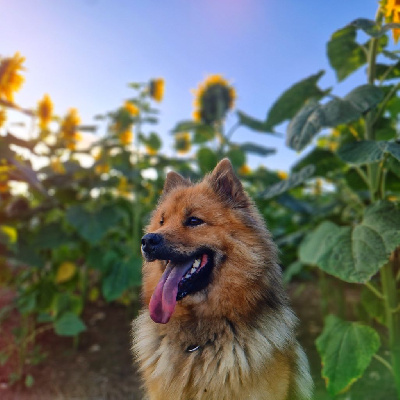 Étalon Eurasier - Tara Idylles De La Déesse Neith