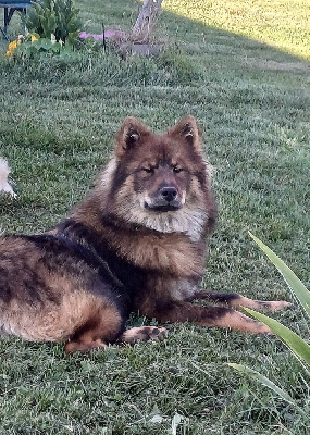 Étalon Eurasier - Uskaa Du Domaine D'Alvheim