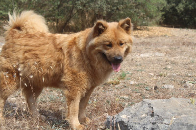 Étalon Eurasier - Reve celeste Du Mont Victoire