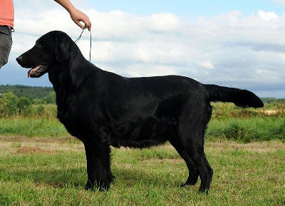 Étalon Flat Coated Retriever - Sex bomb Des Terres De Flore