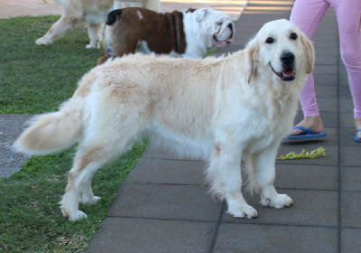 Étalon Golden Retriever - Olympe des enclos de la fournaise