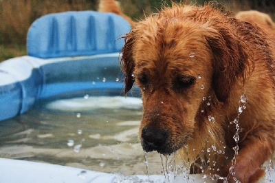 Étalon Golden Retriever - Prada De La Vallée Des Golden D'Or