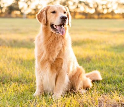 Étalon Golden Retriever - Téonie Des Jardins De Vesco