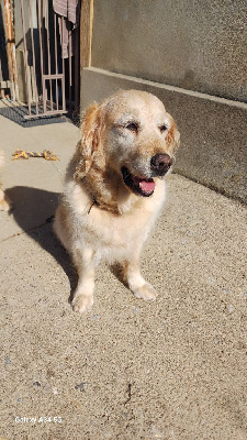 Étalon Golden Retriever - Letty Du mazage de mascayenne