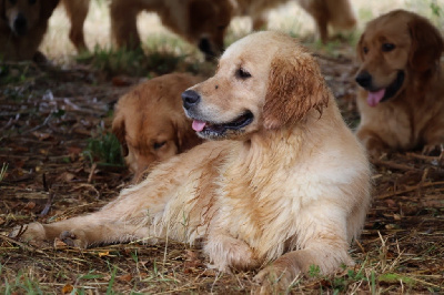 Étalon Golden Retriever - Philosophie De La Vallée Des Golden D'Or