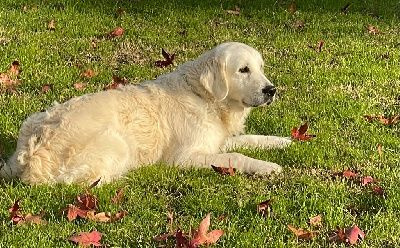 Étalon Golden Retriever - Shakira De La Lagune De Montdesir