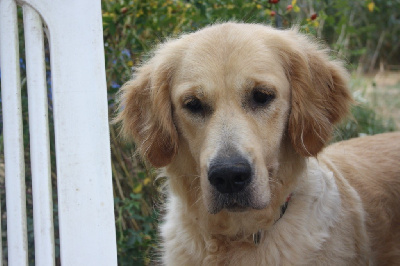 Étalon Golden Retriever - Savane s queen sarabi des terres sacrées d’aurus