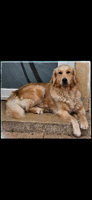 Étalon Golden Retriever - Toscane (Sans Affixe)