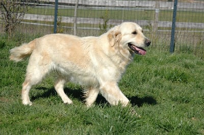 Étalon Golden Retriever - Tinamour De sainte petronille